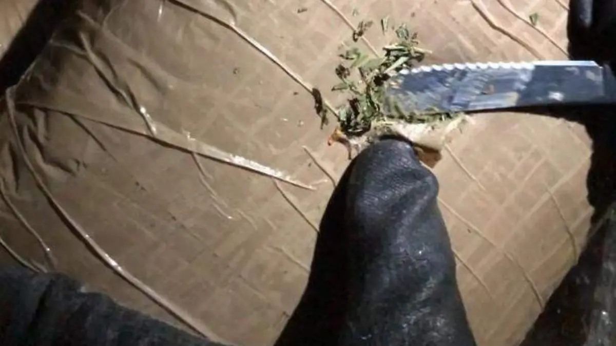 Mariguana