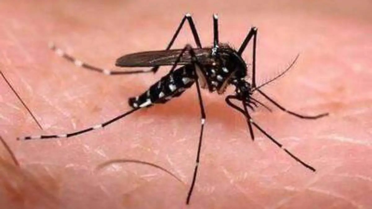 casos de dengue