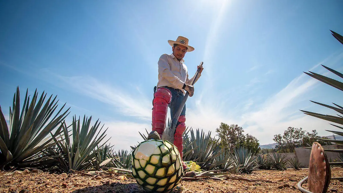 Tequila Foto. Francisco Rodríguez 1