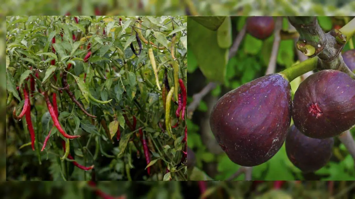 higos-chiles