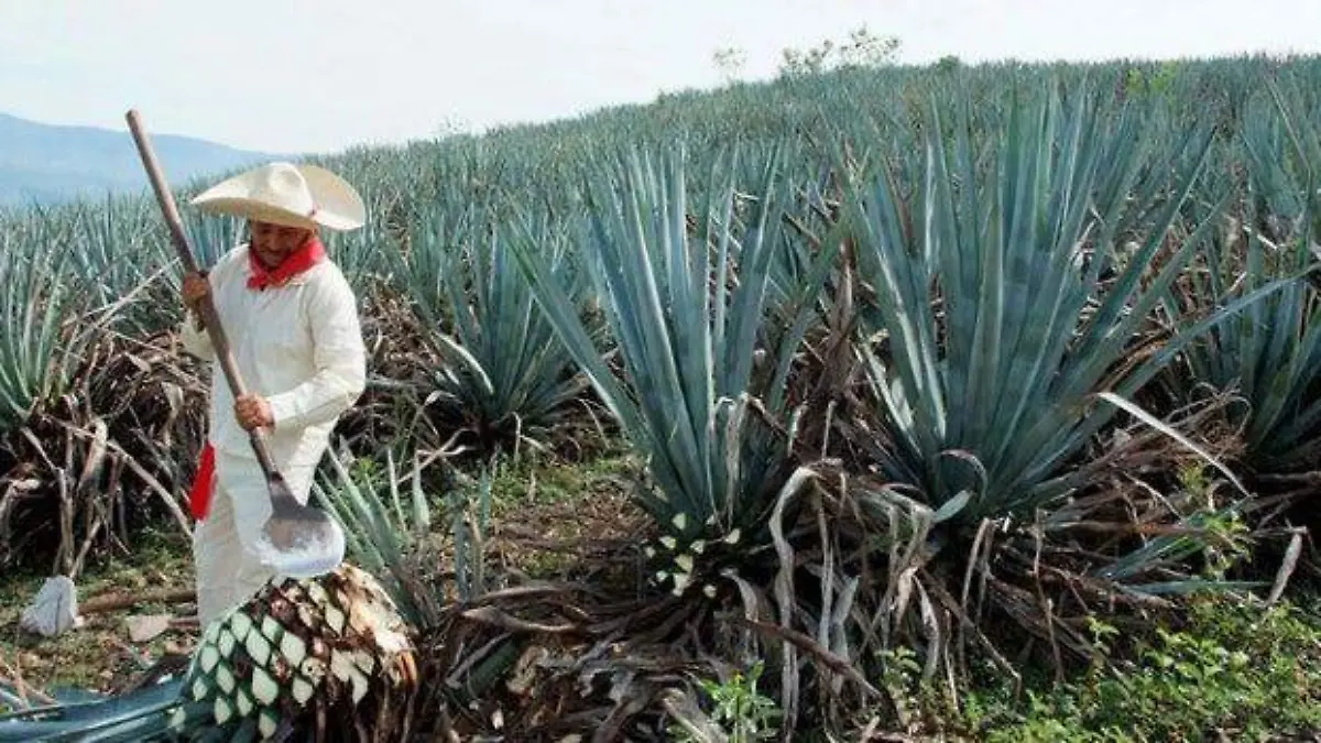 agave