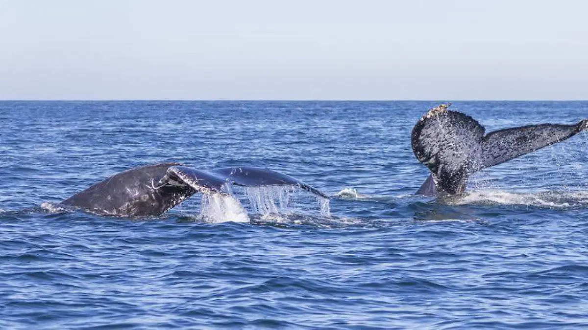 ballena