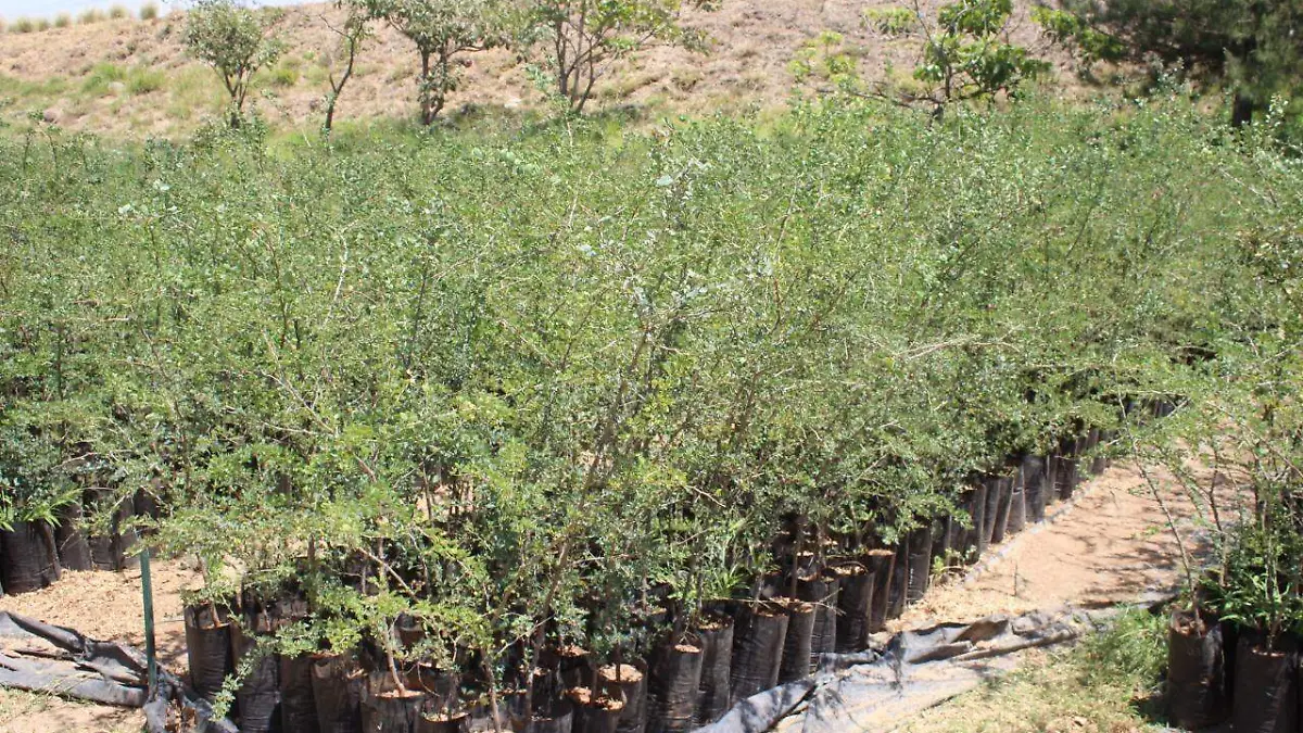 zapotlanejo-reforestació2