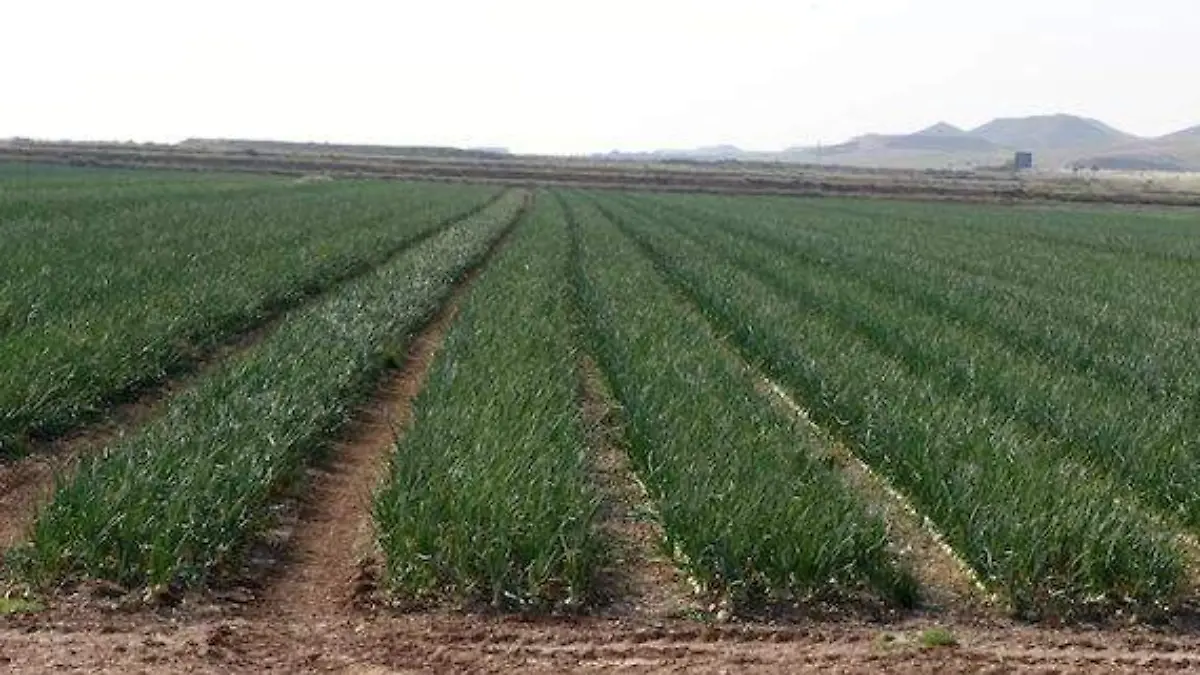 campo-de-cebollas
