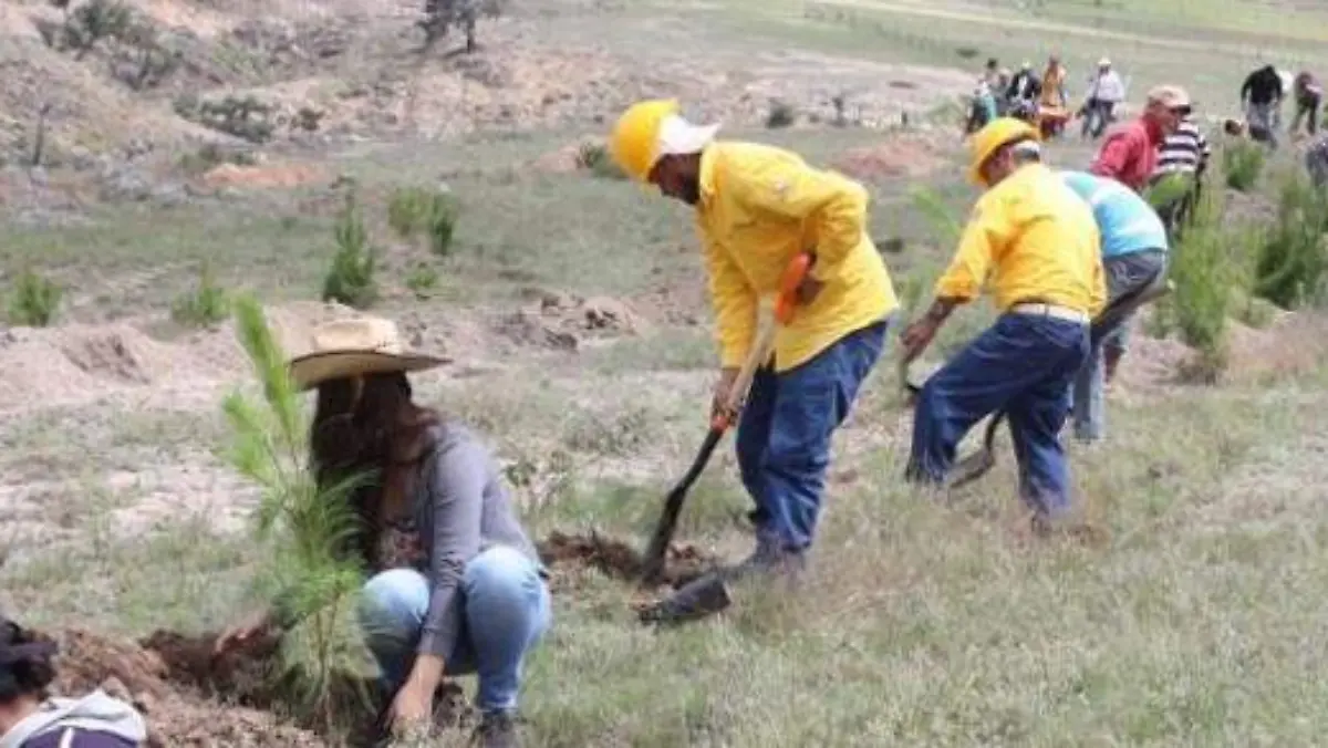 reforestación conafor