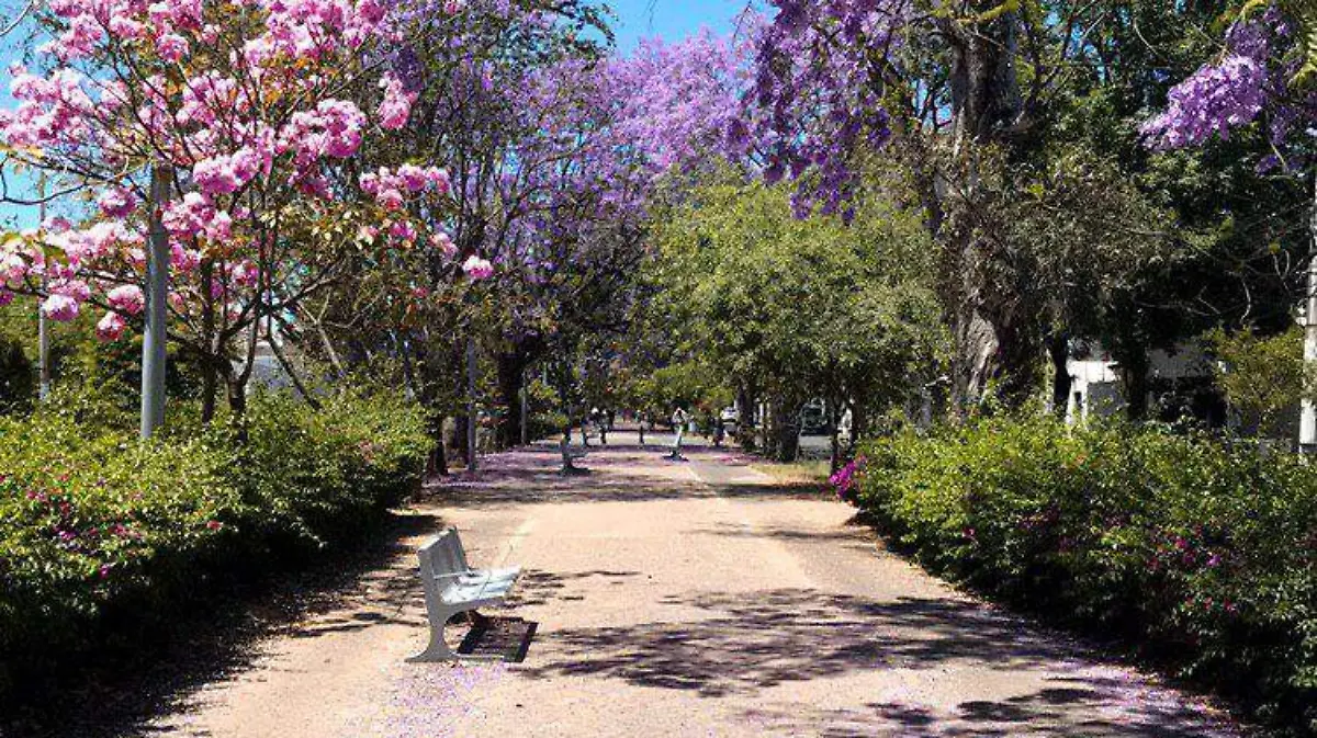 Reahabilitación_Zapopan