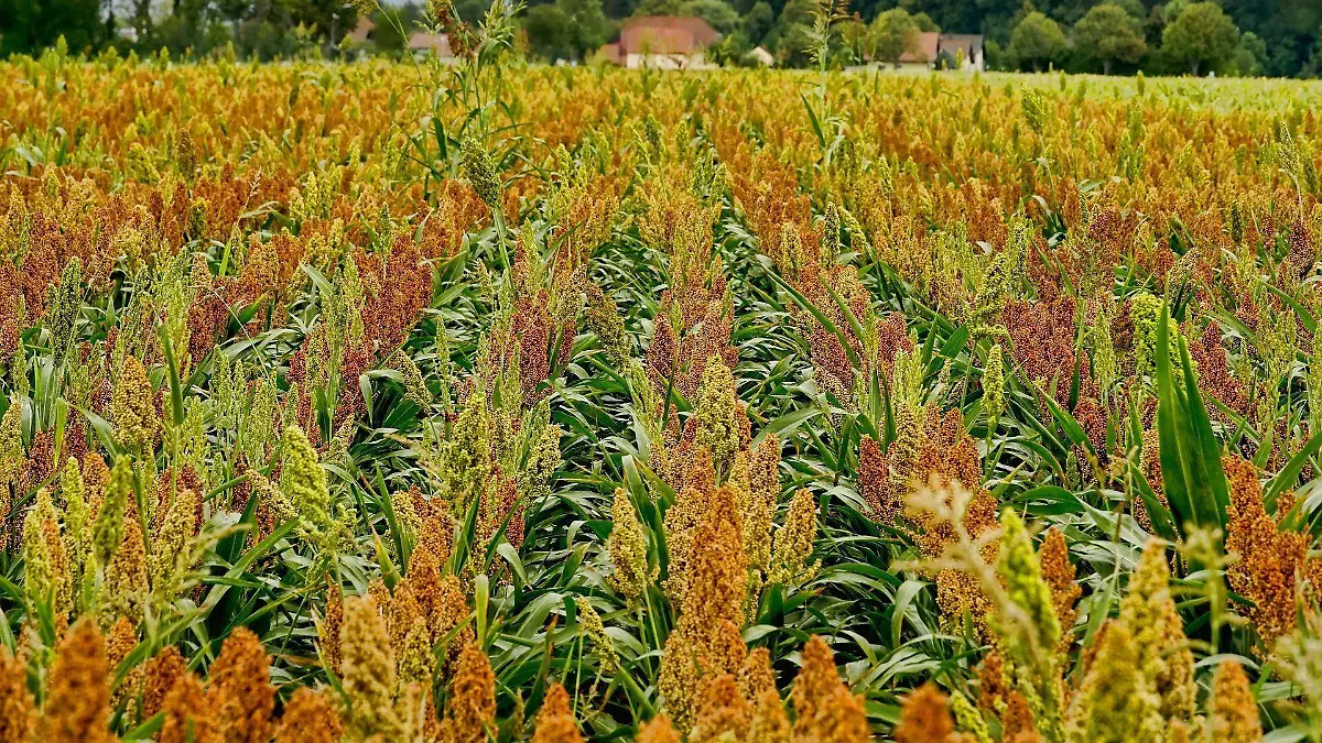 19 SORGO