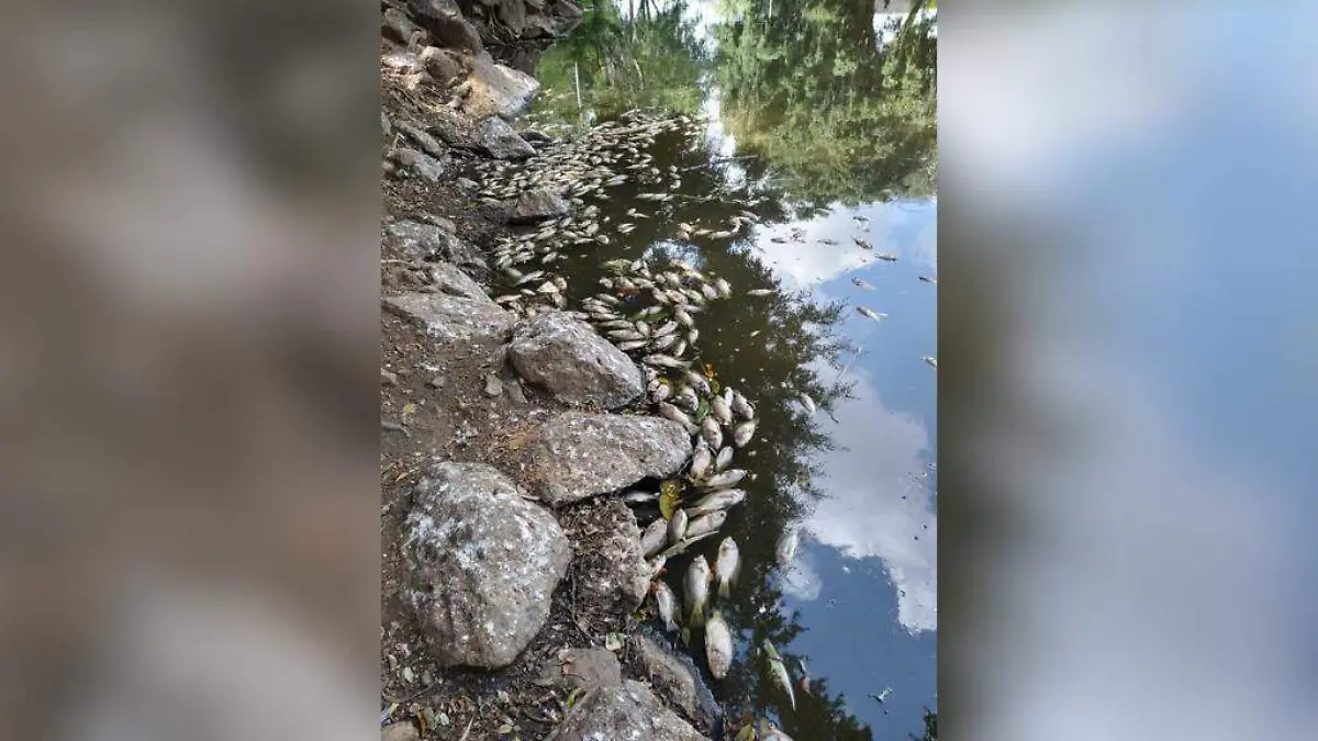 Mueren peces