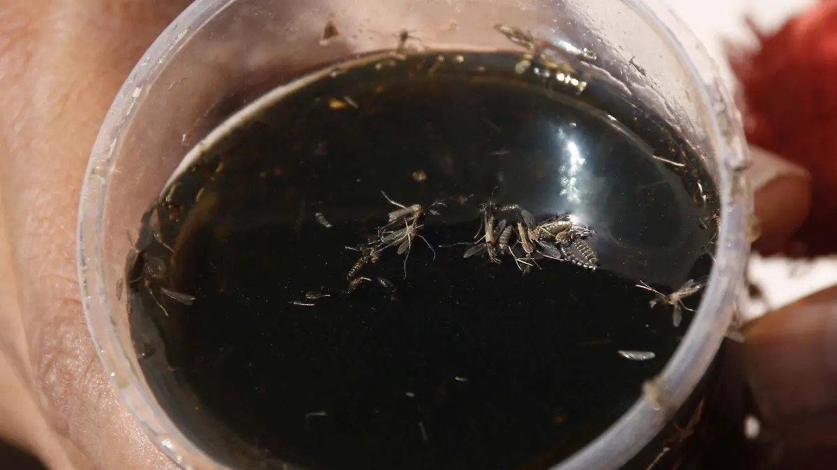 cuartoscuro_dengue-zika-chikungunya