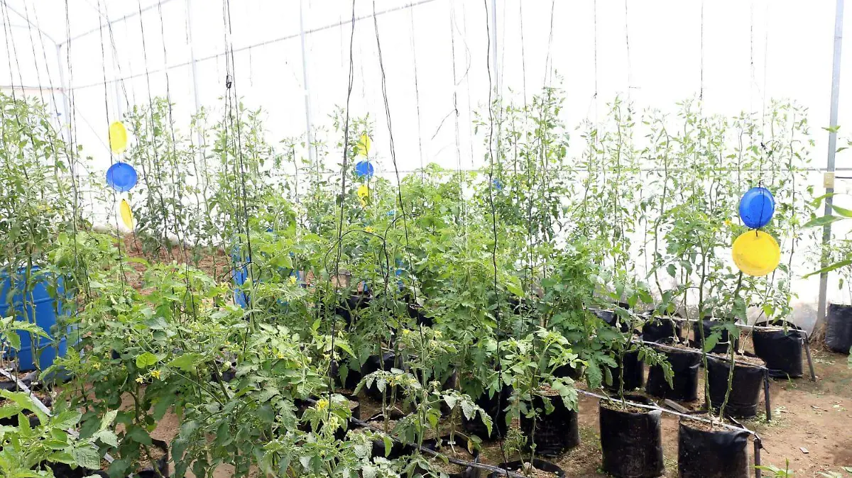 agricultura-2