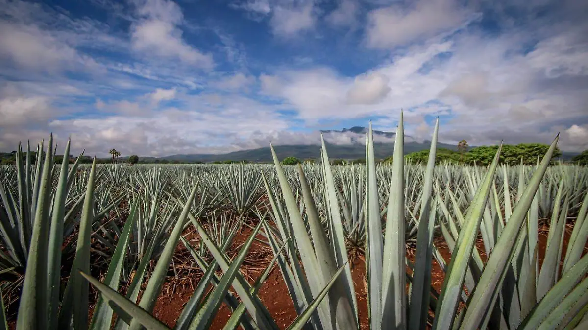 agave