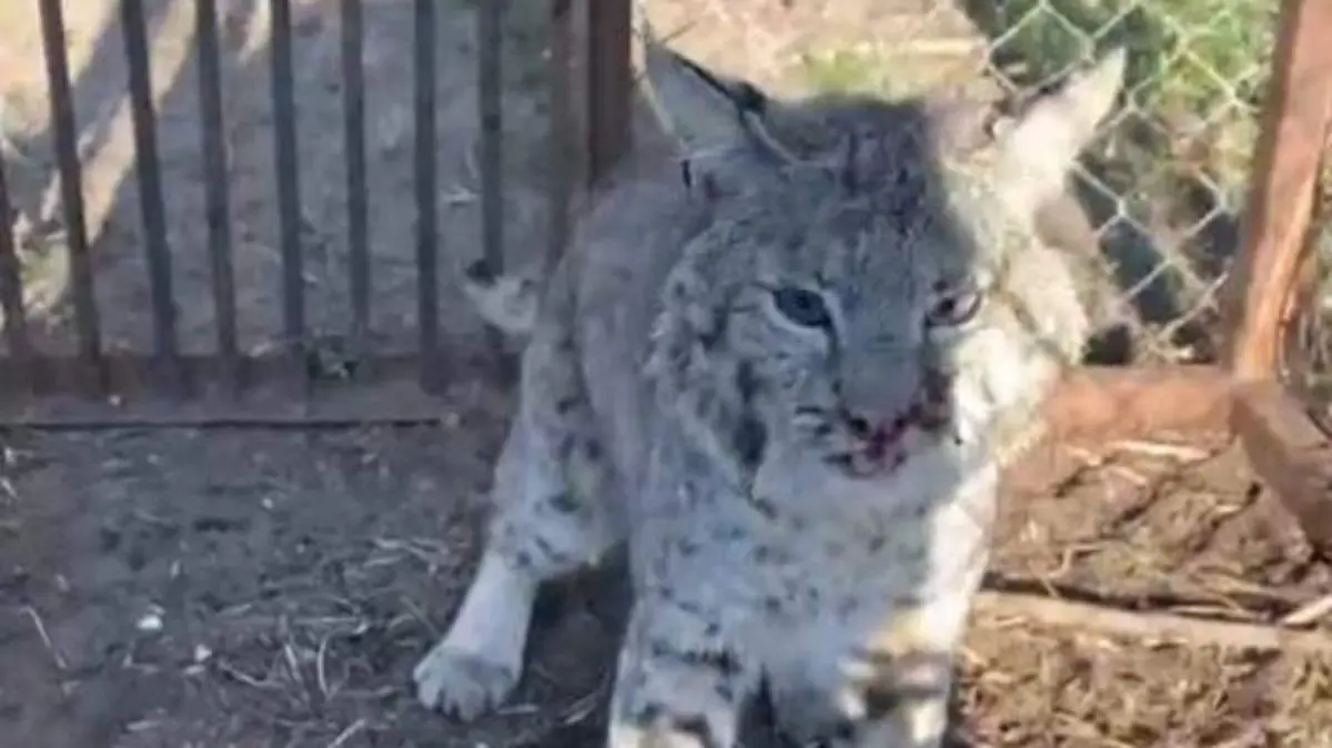 Gato montés