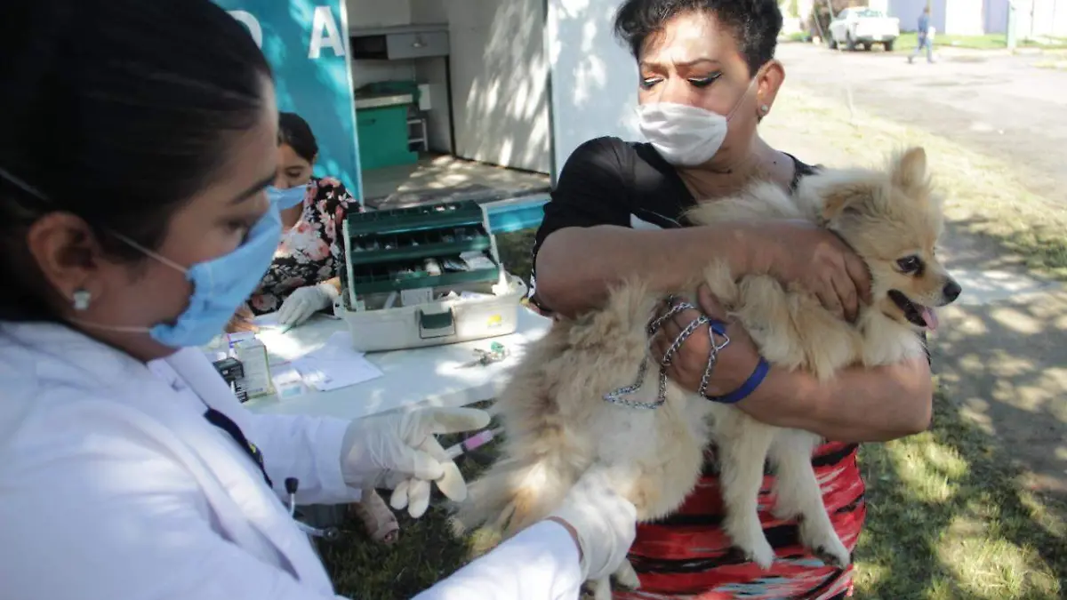 Vacunación animal