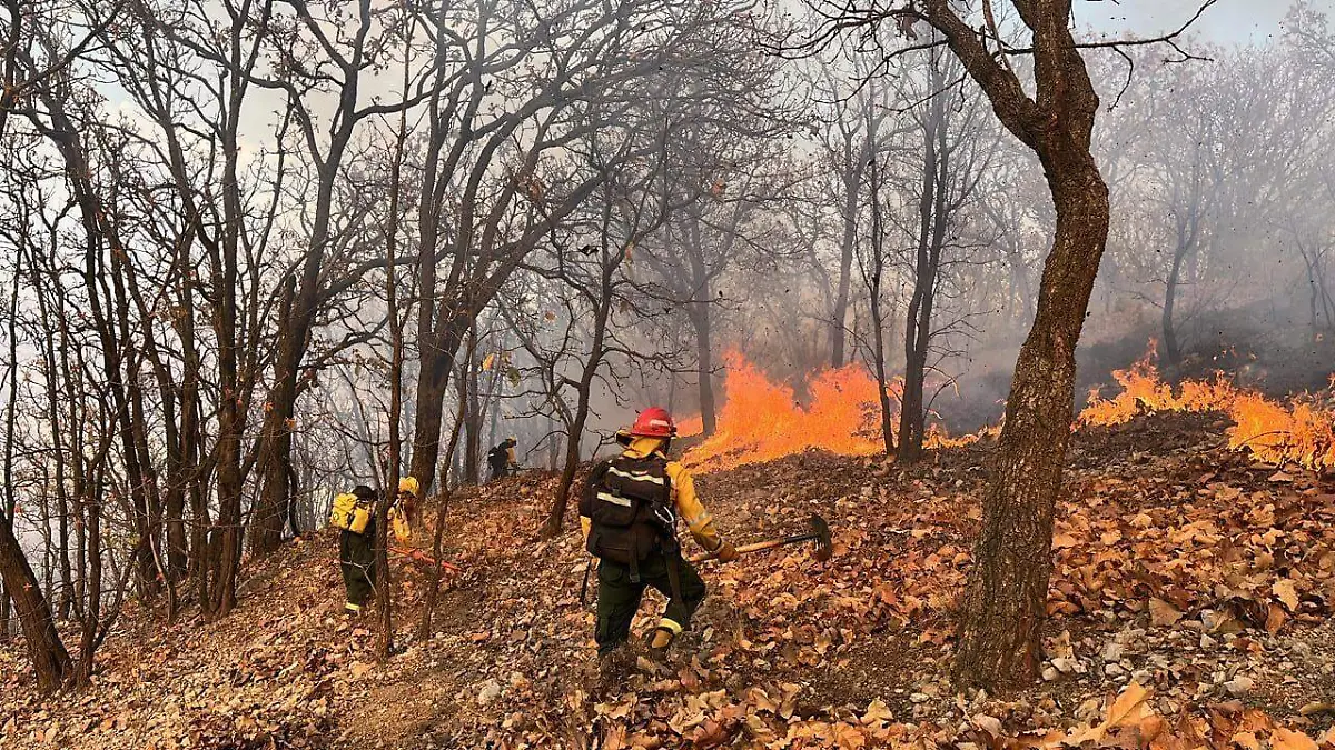 Incendio Forestal Palo Gordo