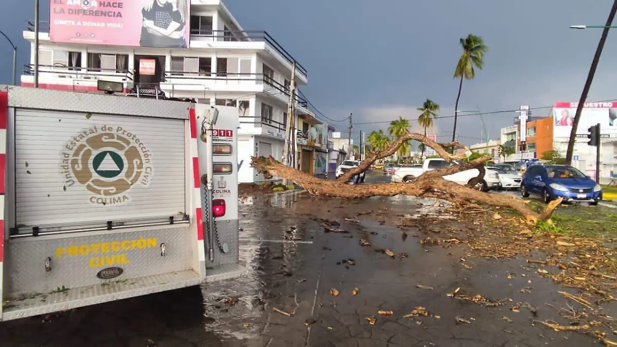 árbol caído Gobierno de Colima  (2)