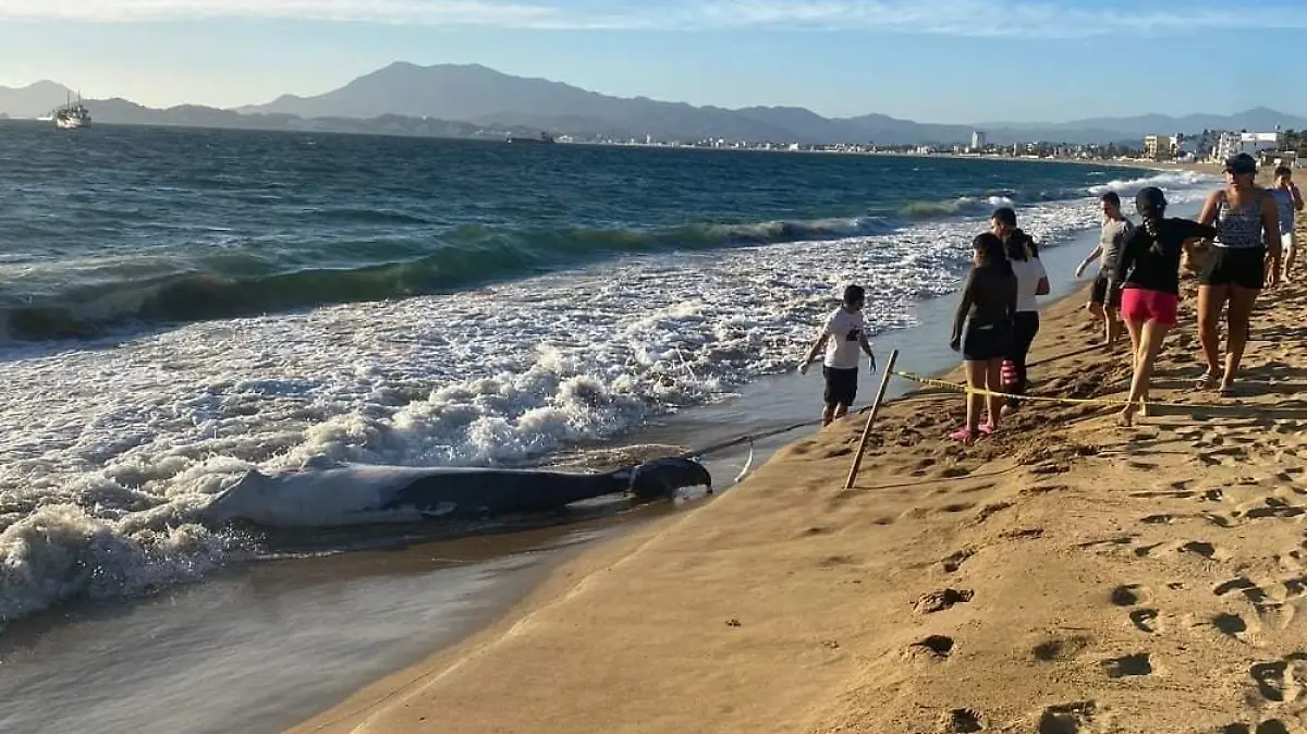 Encuentran ballena