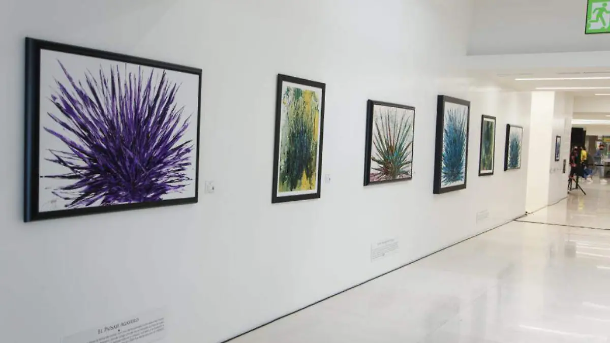 exposición de la pureza del agave
