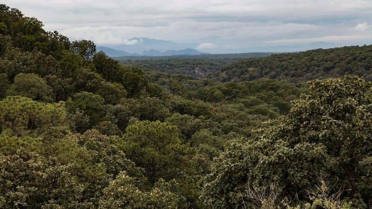 Bosque de la Primavera