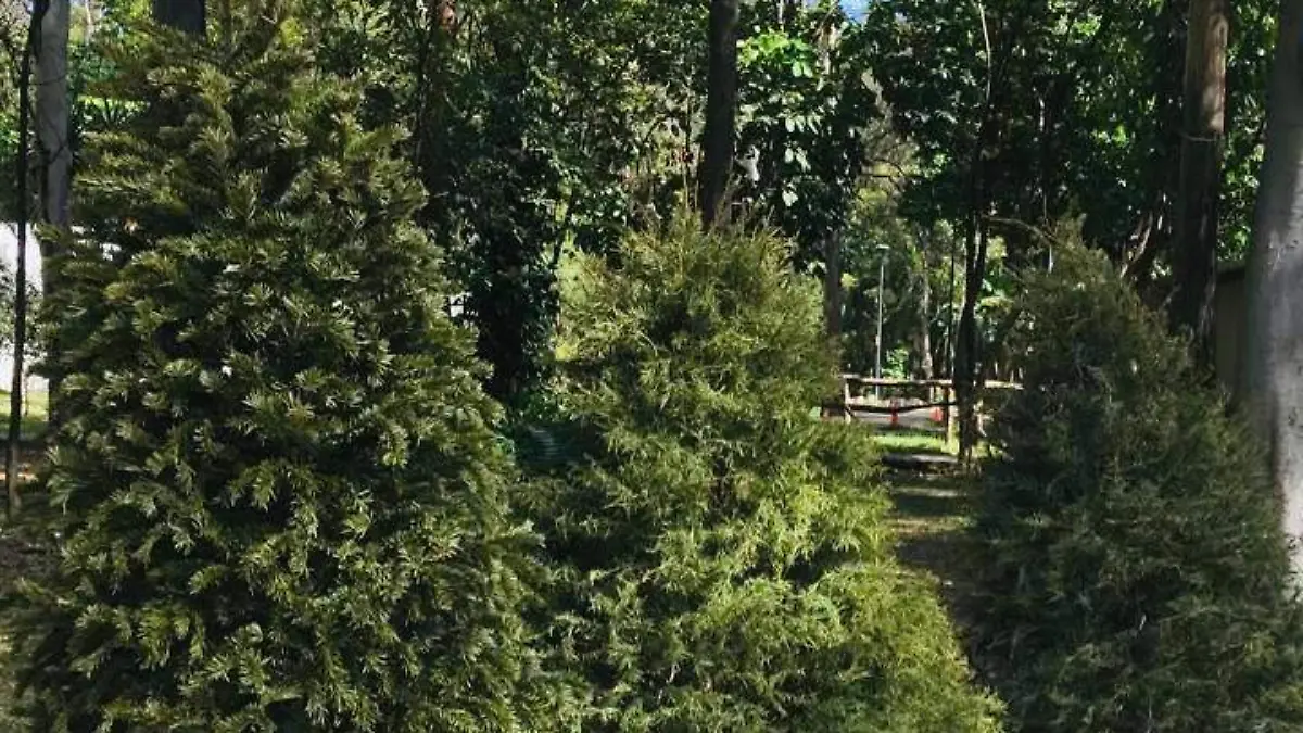 acopio de árboles_1