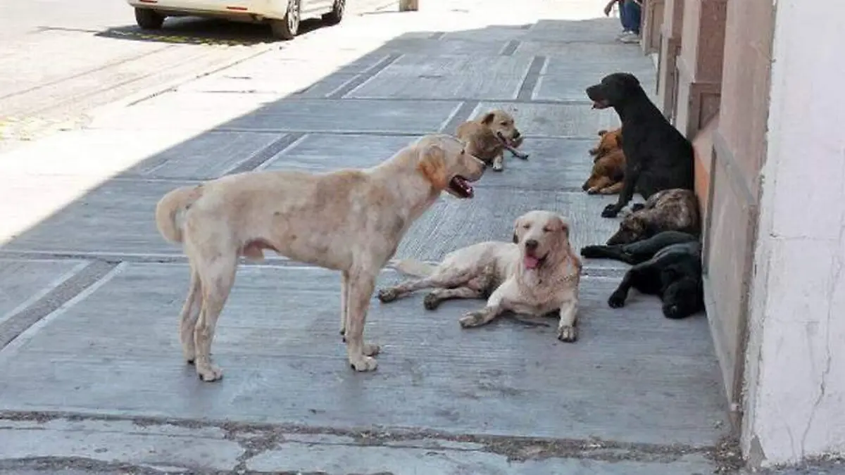 Vacunas para perros