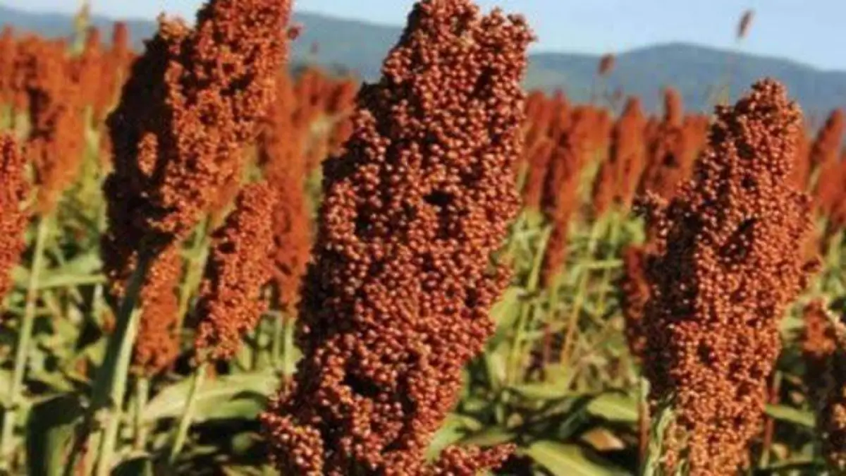 sorgo-Agrositio