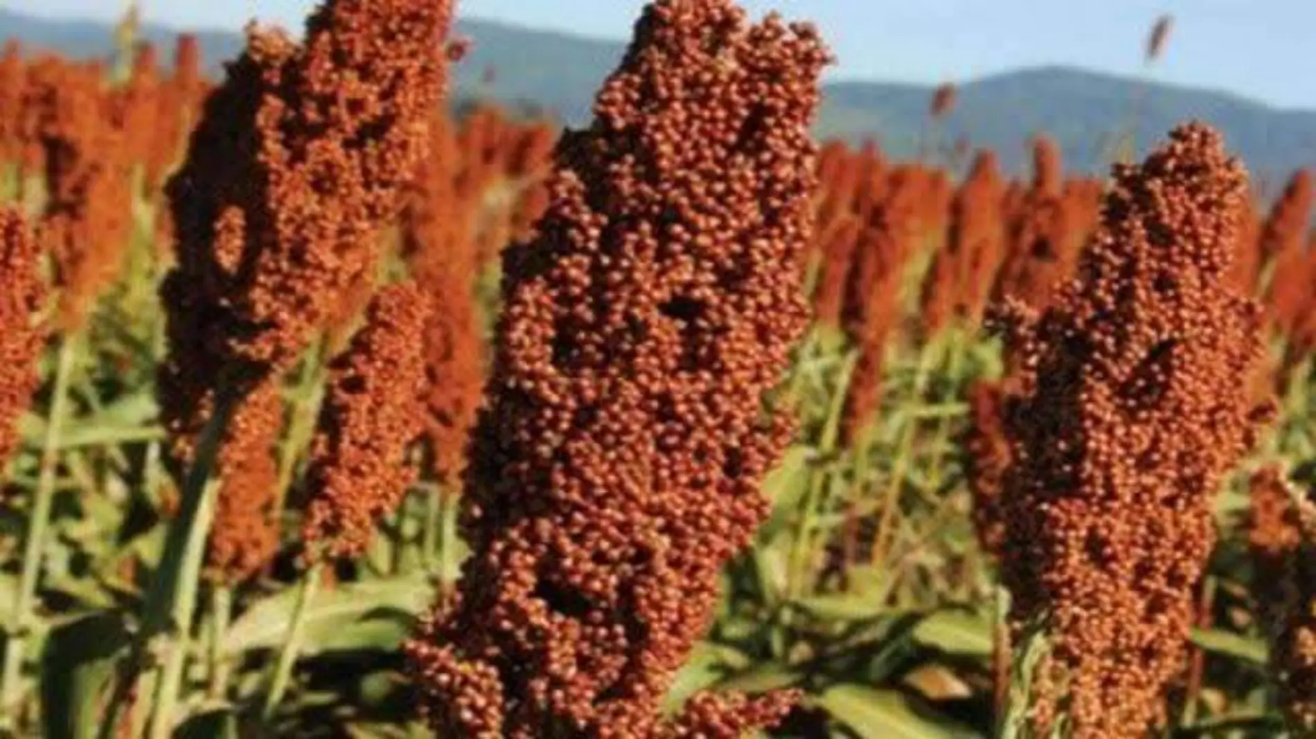 sorgo-Agrositio