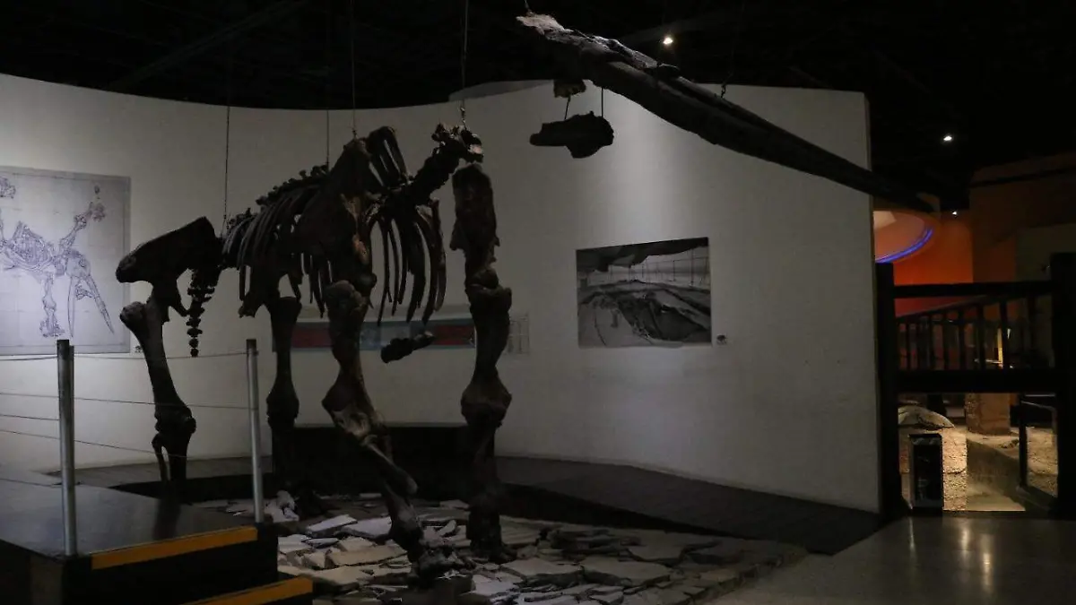 Museo paleontología1