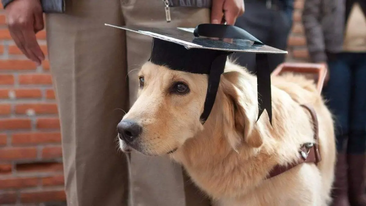 perro_guia_cuartoscuro