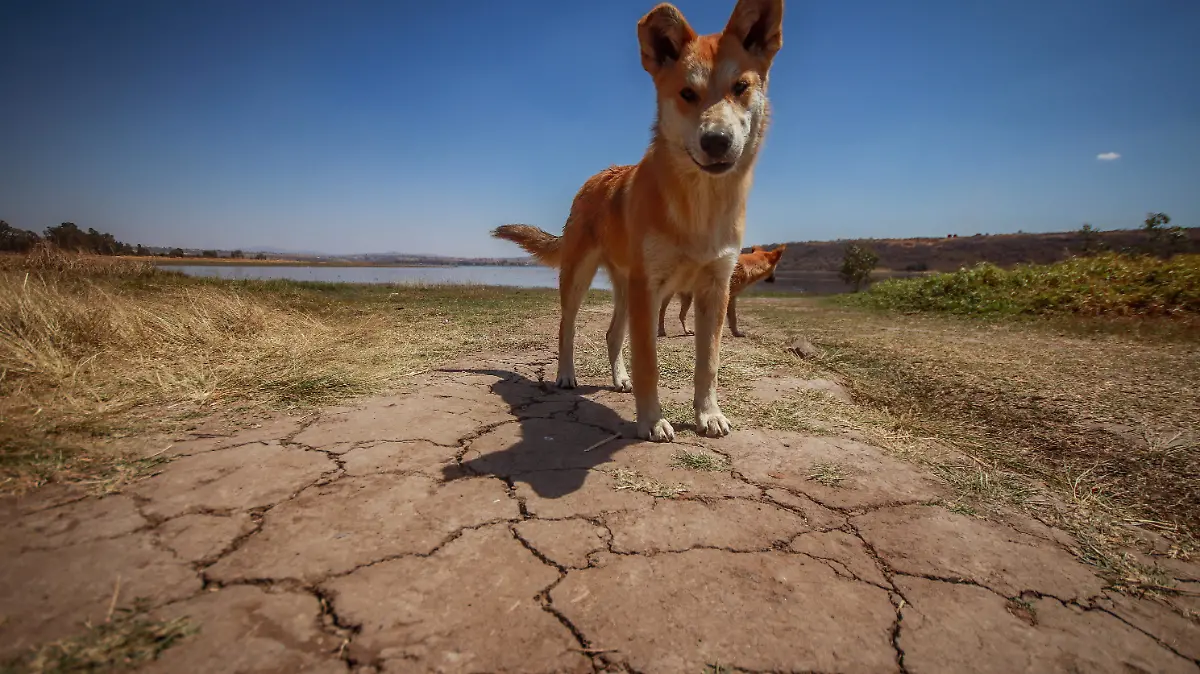 sequía-2