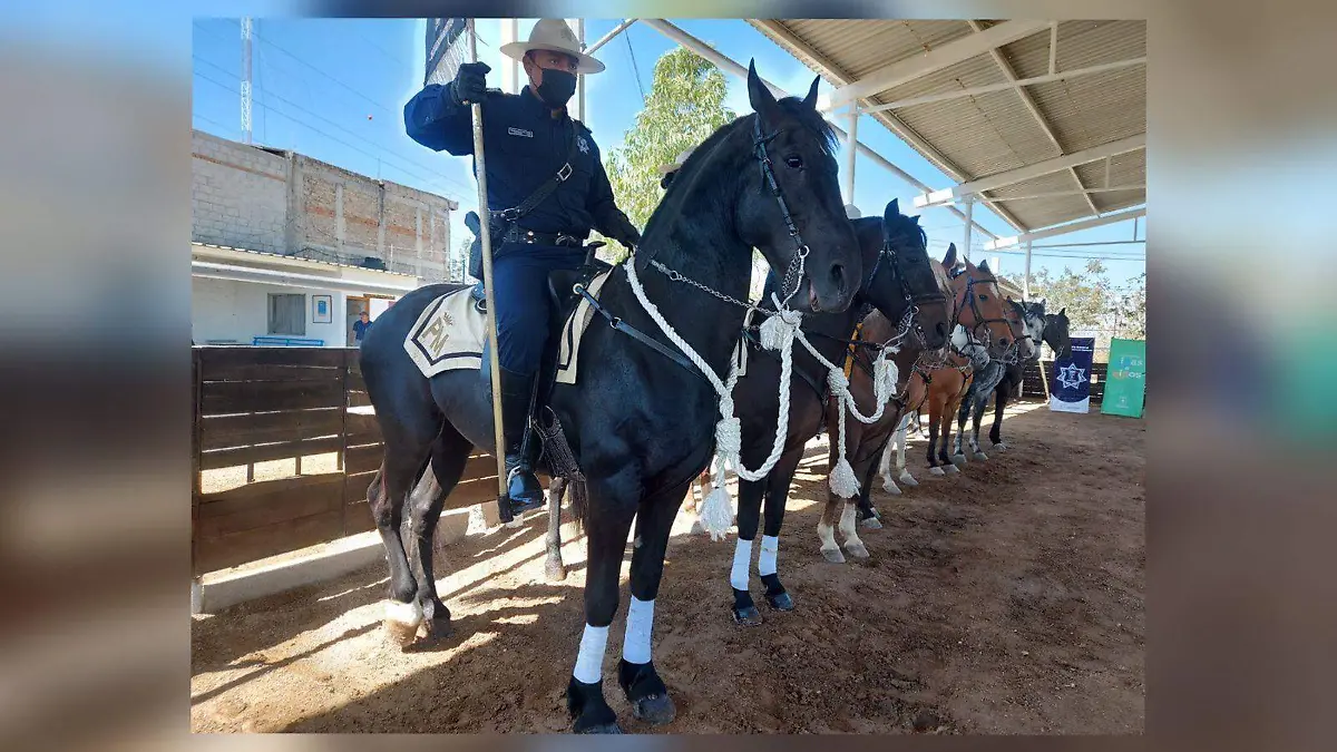 donación caballos