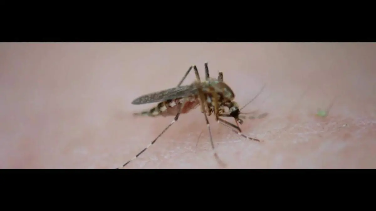 mosquito_dengue_zika