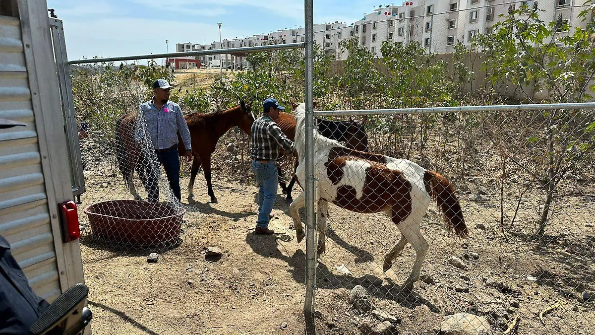 caballos abandonados en Tonalá-2