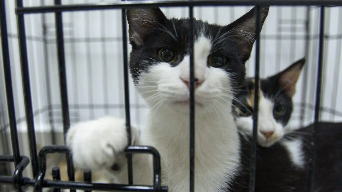 Gatos
