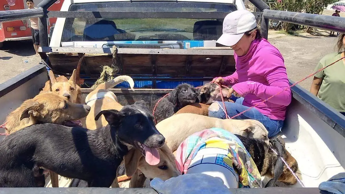 Perros rescatados  Foto. Cortesía  Gobierno de Tala