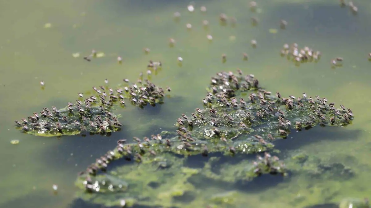 dengue_Mosquito_zika