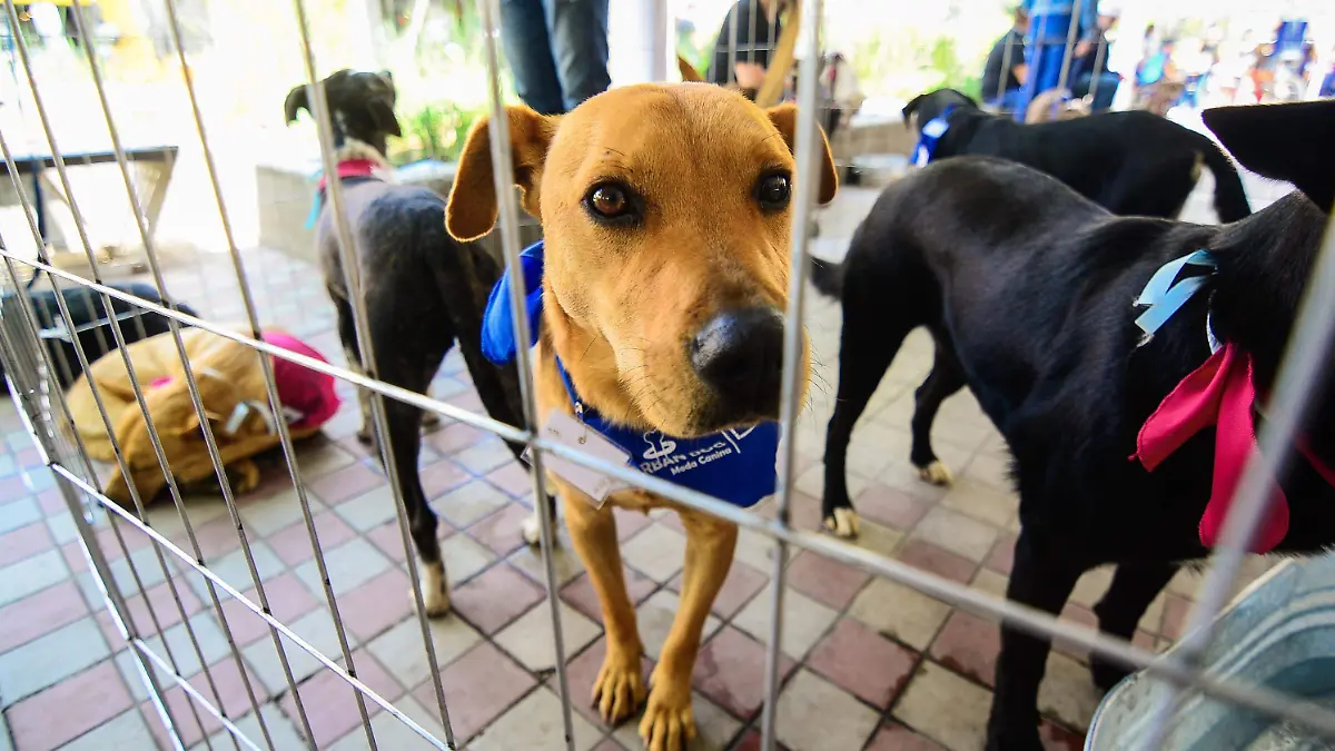 Mascota protección animal