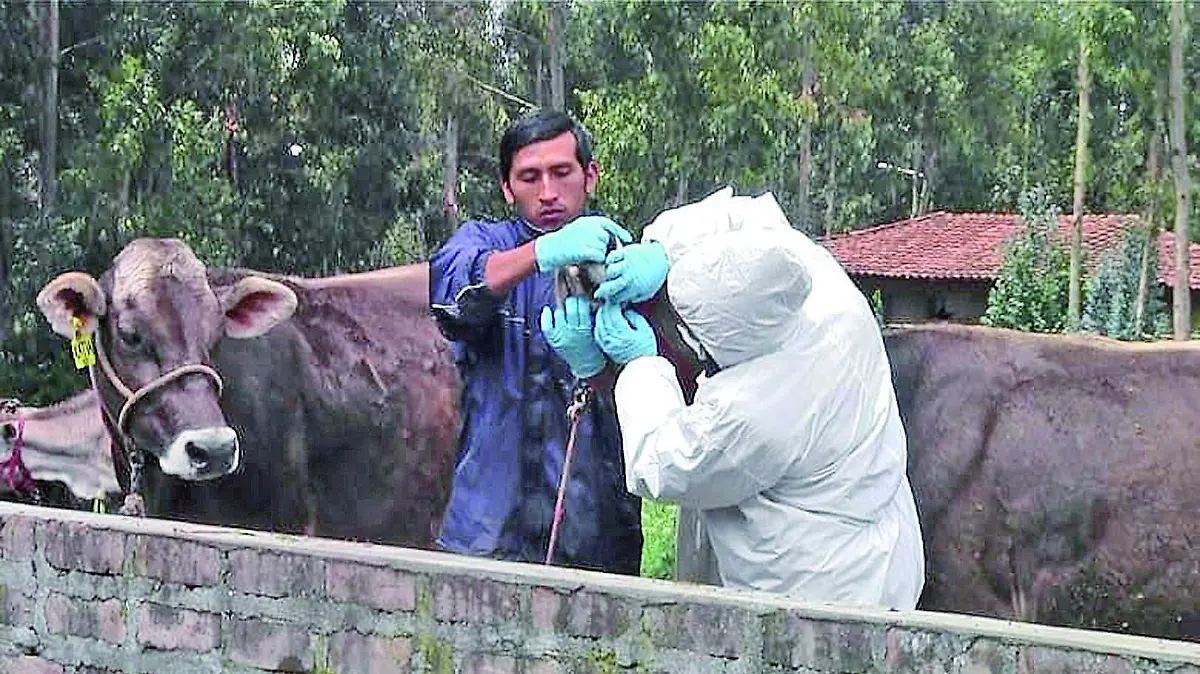 Tuberculosis ganadera