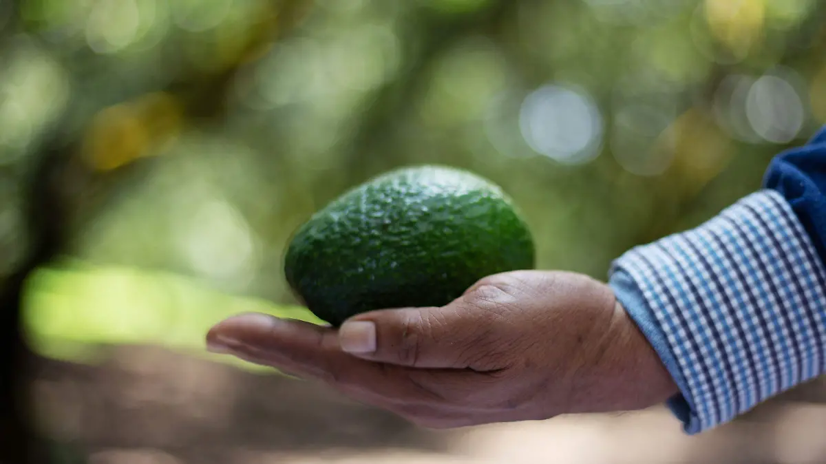 Aguacate