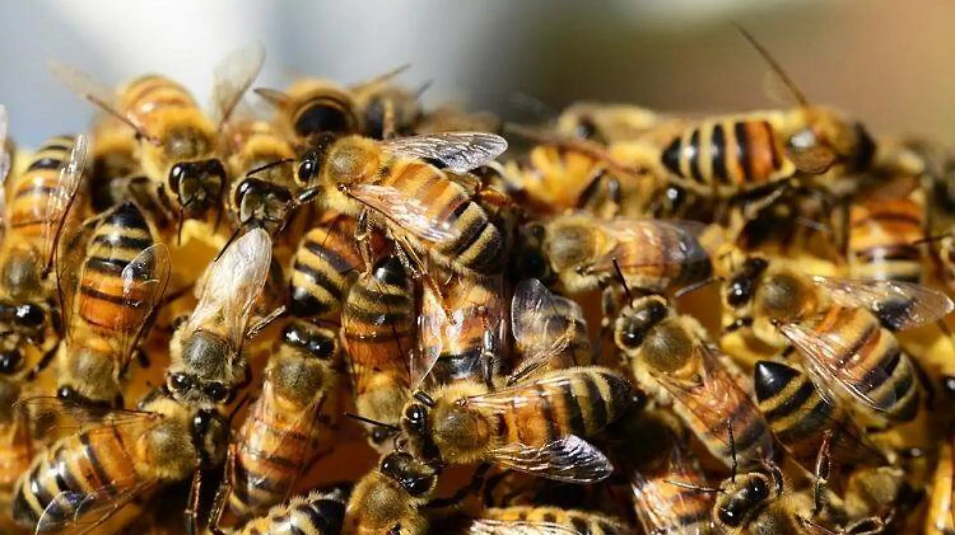 honey-bees-326334_960_720