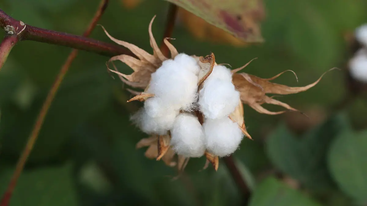 4_ALGODÓNcotton-1721144_1920