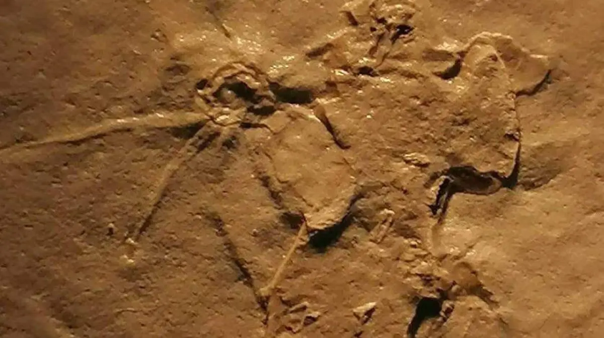 Hallazgo fósiles insectos y arácnidos