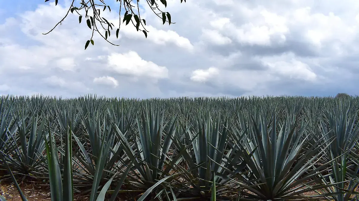 Campo de agave