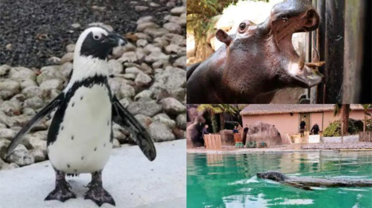 zoolófico-francia-collage
