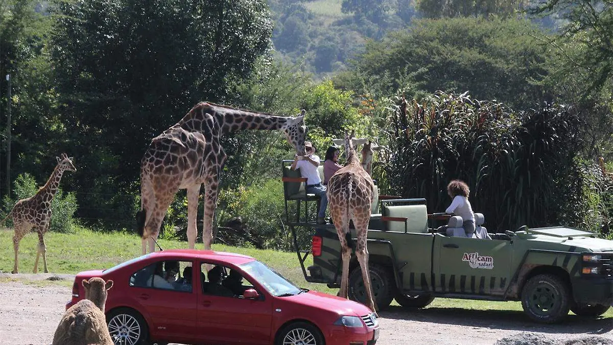 Africam1