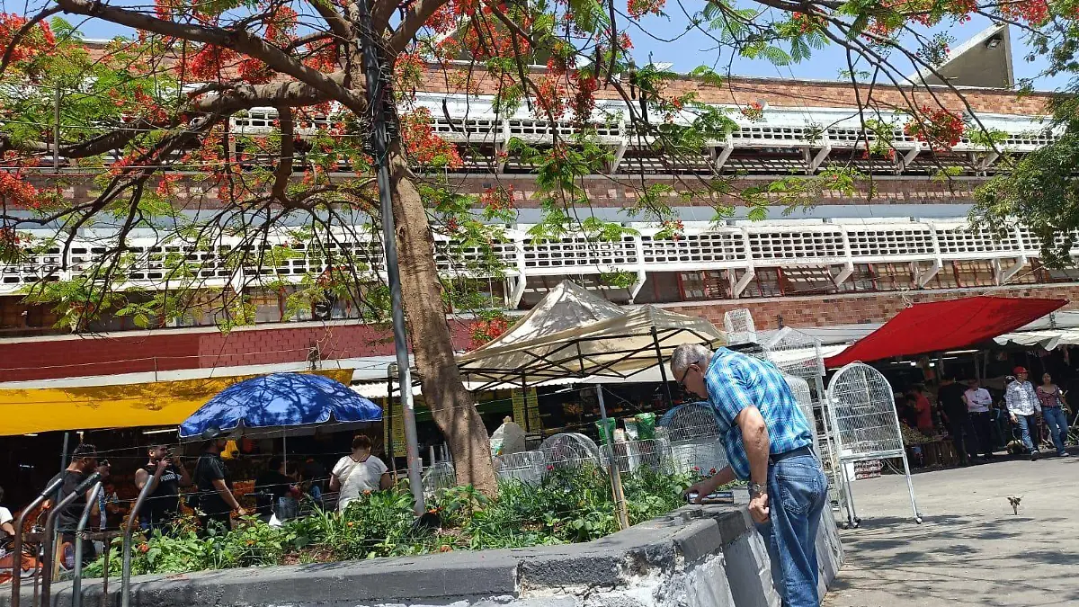Mercado de San Juan de Dios