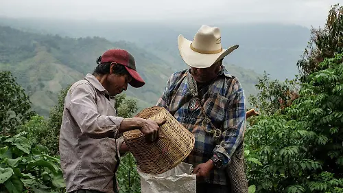 1025131_caficultores Majomut_web