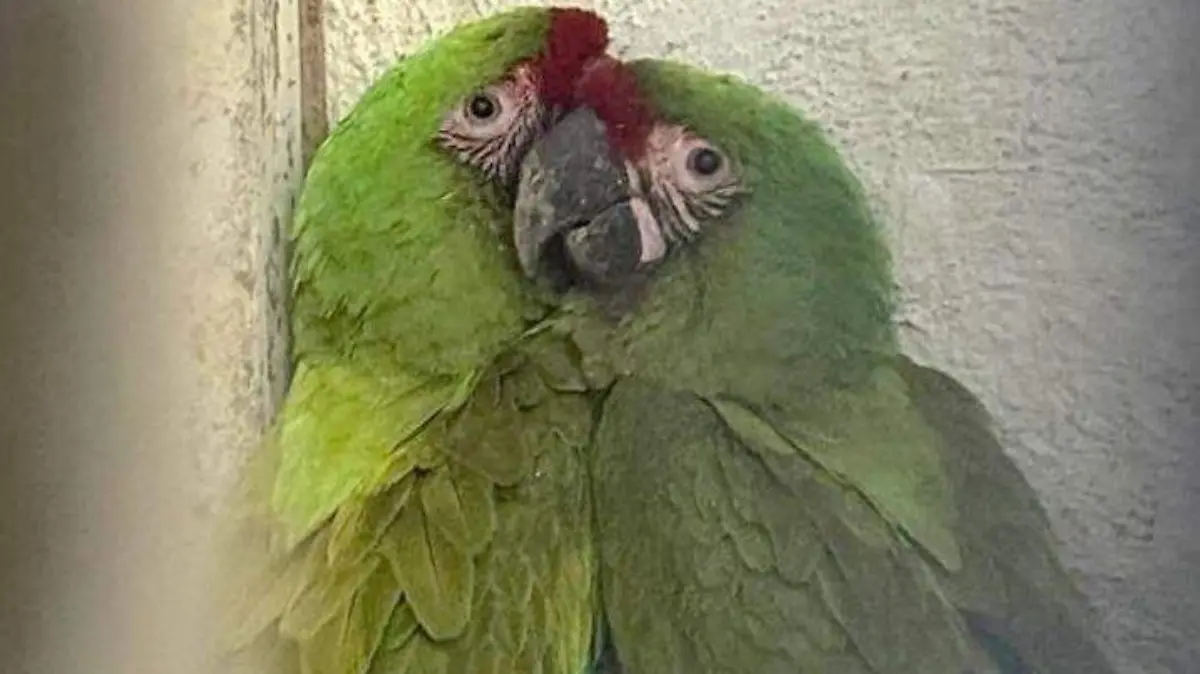 Guacamayas