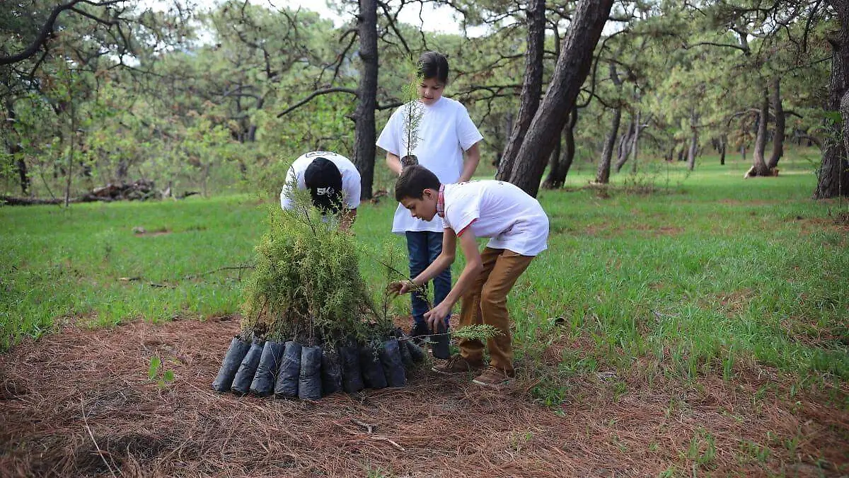 reforestación 1
