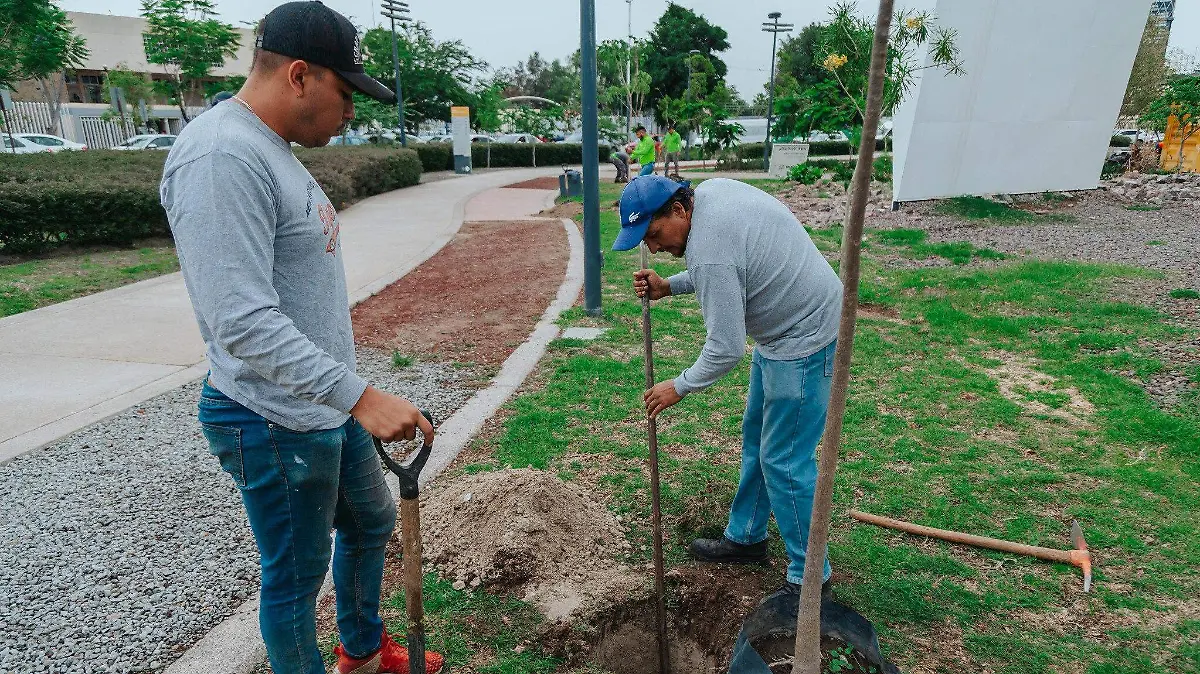 4 arbol 4
