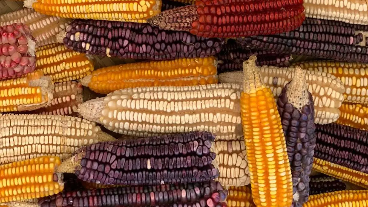 Maíz Cortesía Rafael Mier (2).png